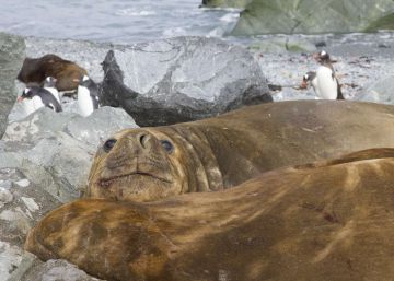 La exótica fauna antártica