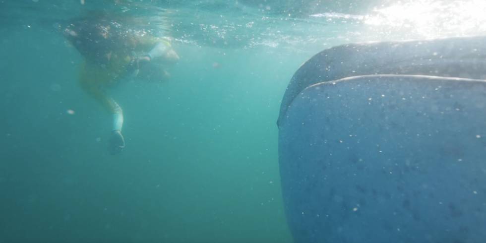 Lara Álvarez nadando entre tiburones en 'Planeta Calleja'.