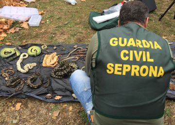 Incautados 600 reptiles protegidos a una red de tráfico de animales