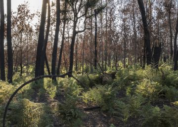 “Cabras zapadoras” para el bosque portugués