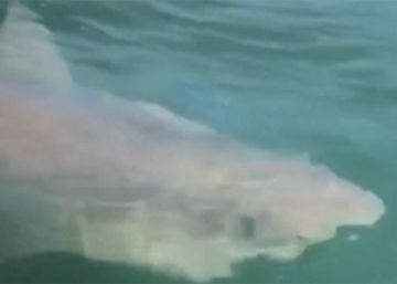 Un gran tiburón blanco persigue a un grupo de pescadores