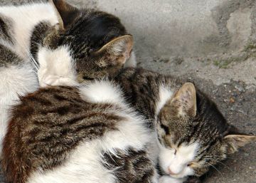 Pacma denuncia el envenenamiento de una colonia de gatos en Córdoba