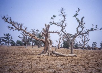 Cómo restaurar las tierras yermas del planeta