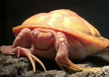 Un vídeo de una tortuga albina se viraliza en la red