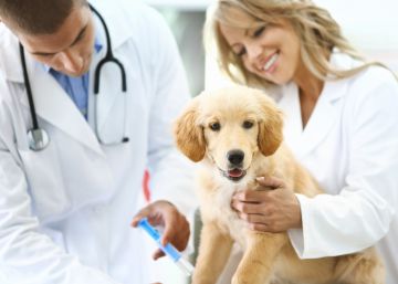 Querido veterinario