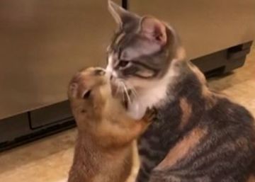 ¿Pueden un gato y un perro de las praderas ser amigos?
