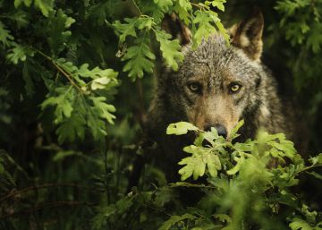 El último refugio del lobo ibérico