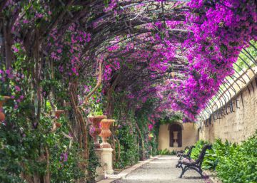 Equinocci de primavera: l’hemisferi nord dona la benvinguda a la nova estació