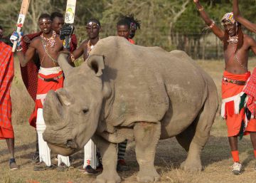 Morre Sudan, o último macho de rinoceronte branco do norte que restava no mundo