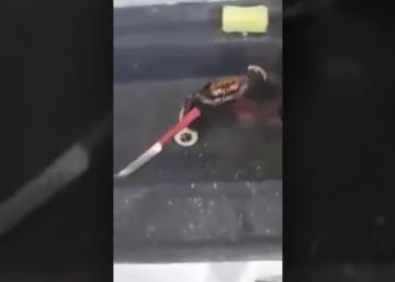 Un cangrejo se defiende con el cuchillo de un cocinero