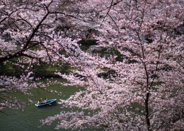 Los cerezos en flor de Tokio