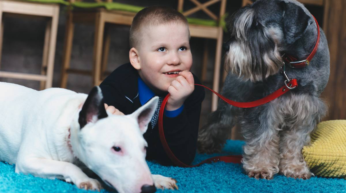 Niño con dos perros en una alfombra.