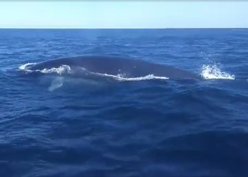 Un pescador graba su encuentro con una ballena en Ibiza