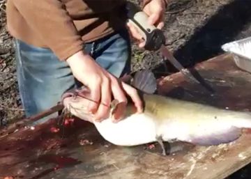 Un pescador encuentra una serpiente en el interior de un pez