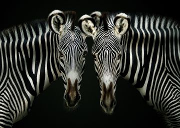 O retrato mais humano dos animais