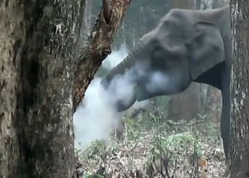 El “elefante fumador” que sorprendió a unos biólogos en India