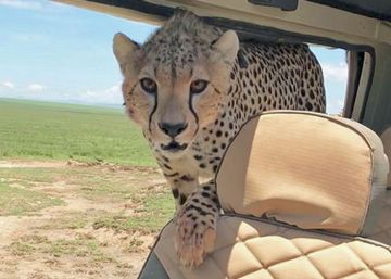 Un guepardo se cuela por sorpresa en un coche de safari en Tanzania