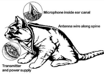 Cuando la CIA intentó crear un cuerpo de gatos espías