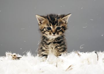 Me han diagnosticado alergia a los gatos, ¿tengo que deshacerme de él?