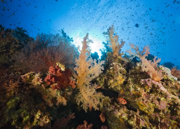 Los asombrosos arrecifes de coral capaces de sobrevivir al cambio climático