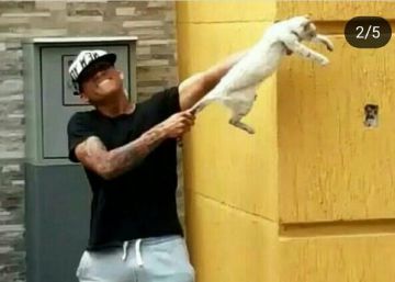 Expulsados dos futbolistas del Zulia de Venezuela por maltratar a un gato