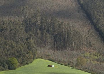 El Gobierno rechaza clasificar el eucalipto como especie invasora