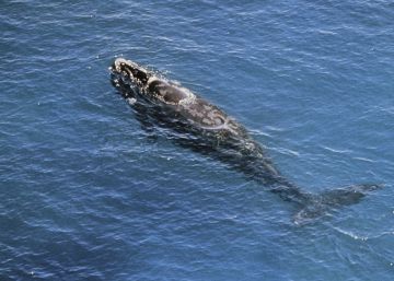 Canadá protege a la ballena negra del Atlántico Norte