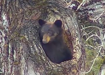 Así se despierta un oso de su hibernación