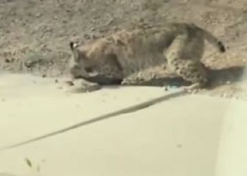Un vídeo muestra cómo un lince caza a una serpiente de cascabel en Arizona