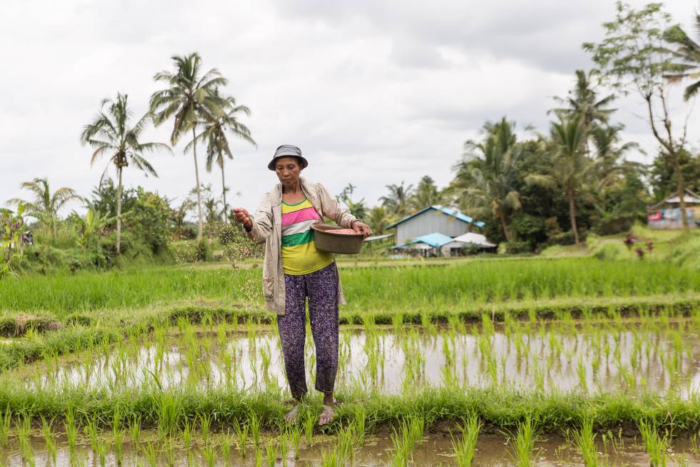 Agricultora plantando arroz en uno de los campos de la 'subak'.