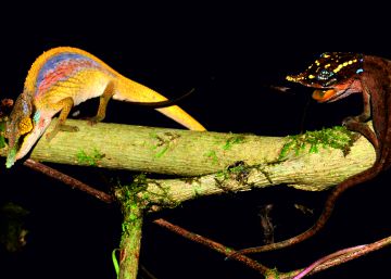 Los nuevos camaleones de colores de Madagascar