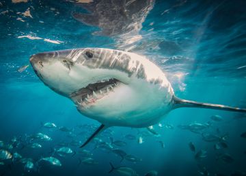 Dos tiburones muerden a dos surfistas en la zona donde se celebra el torneo mundial de surf