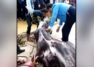 Un caballo enfermo muere en la Feria de Sevilla tras tirar de un carruaje y sin comer en todo el día