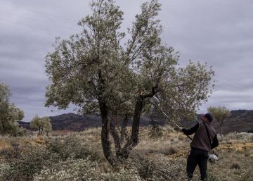 Los padrinos de los olivos que salvan a un pueblo en Teruel