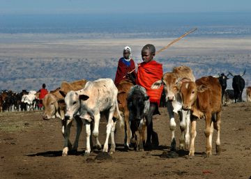 El animal terrestre más grande que quedará serán las vacas