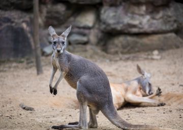 Canguru morre em zoo da China após ser apedrejado pelo público para que pulasse