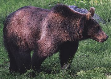 Polémica en Italia por la muerte de un oso en peligro de extinción capturado por biólogos