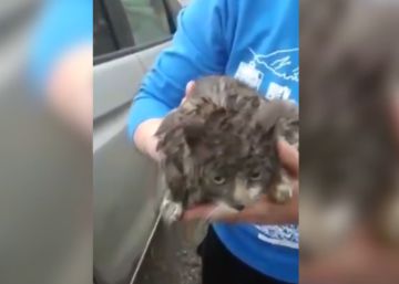 ‘Afortunada’, la gata que sobrevivió a un viaje de 100 kilómetros en la suspensión de un coche en Rusia