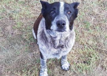 Un perro anciano ayuda a salvar a una niña de tres años perdida en un bosque de Australia