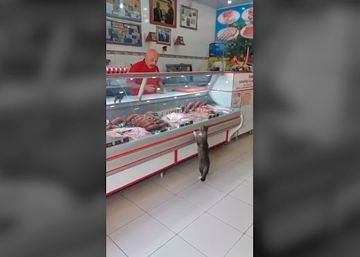 Un gato, el cliente más especial de una carnicería turca