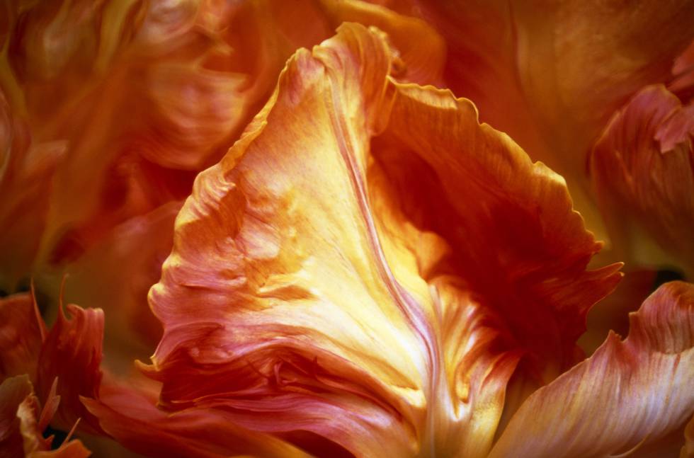 Inmortalizar la belleza de las flores