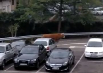 Un ertzaina mata de un disparo en Álava a un buey que se había escapado de un remolque
