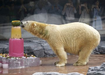 Muere ‘Inuka’, el primer oso polar nacido en el trópico