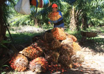 El aceite de palma mexicano quiere ser sostenible