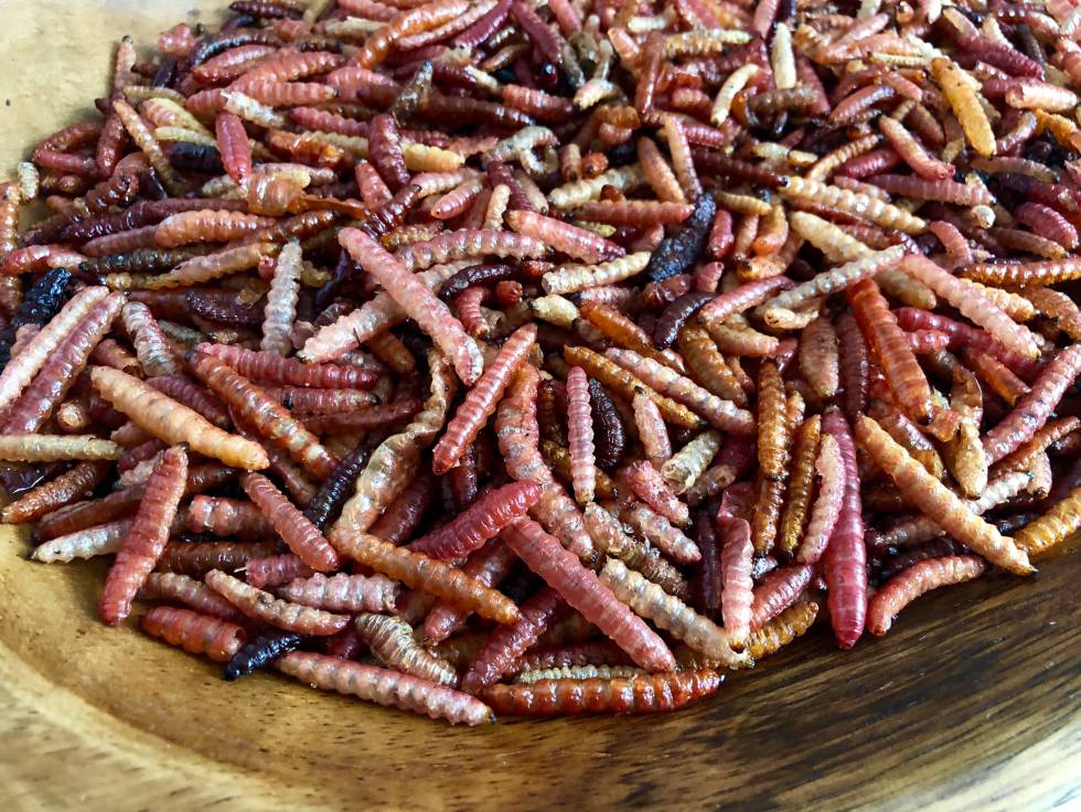 CHINICUILES, GUSANOS DEL MAGUEY EN PUNTOMX CAPEL