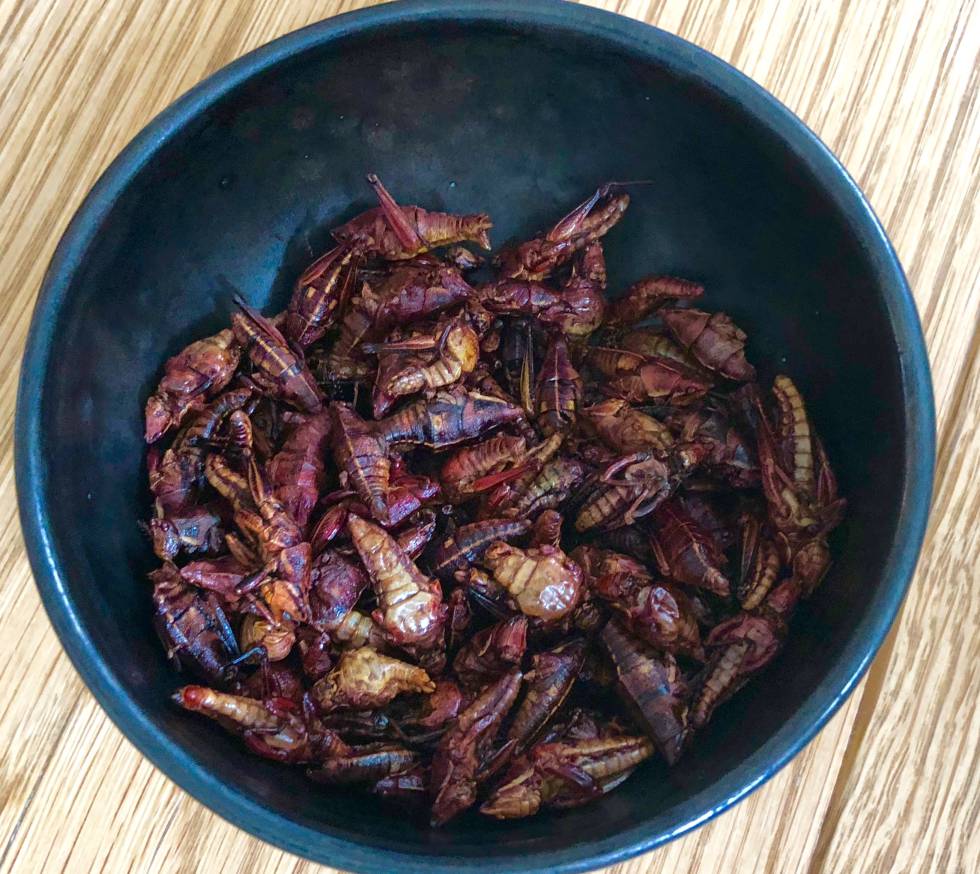 CHAPULINES EN PUNTOMX CAPEL
