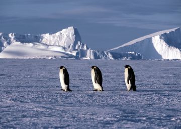 El pingüino emperador aguanta más de media hora bajo el agua
