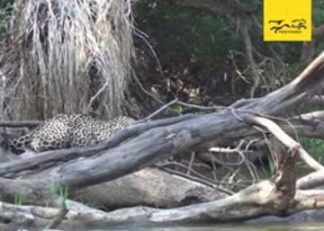 Las nutrias gigantes que logran intimidar a un jaguar