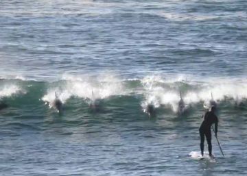 Esta es la reacción de una manada de delfines al encontrarse con un surfista