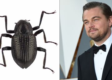 Un escarabajo llamado Leonardo DiCaprio
